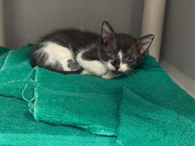 Enlarge CLUE, a Adoptable Domestic Short Hair in Dallas, TX image 1/1