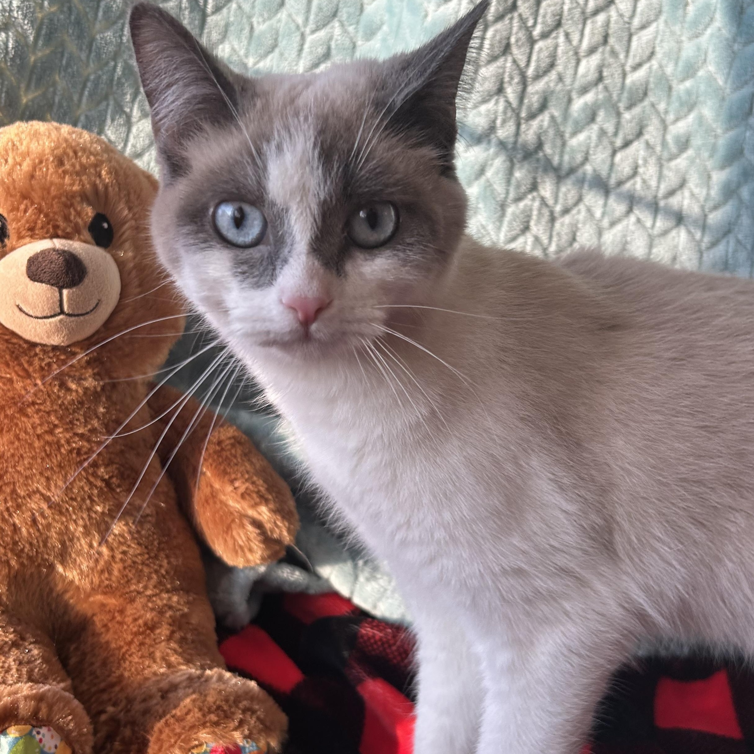 Chardonnay thumbnail 2