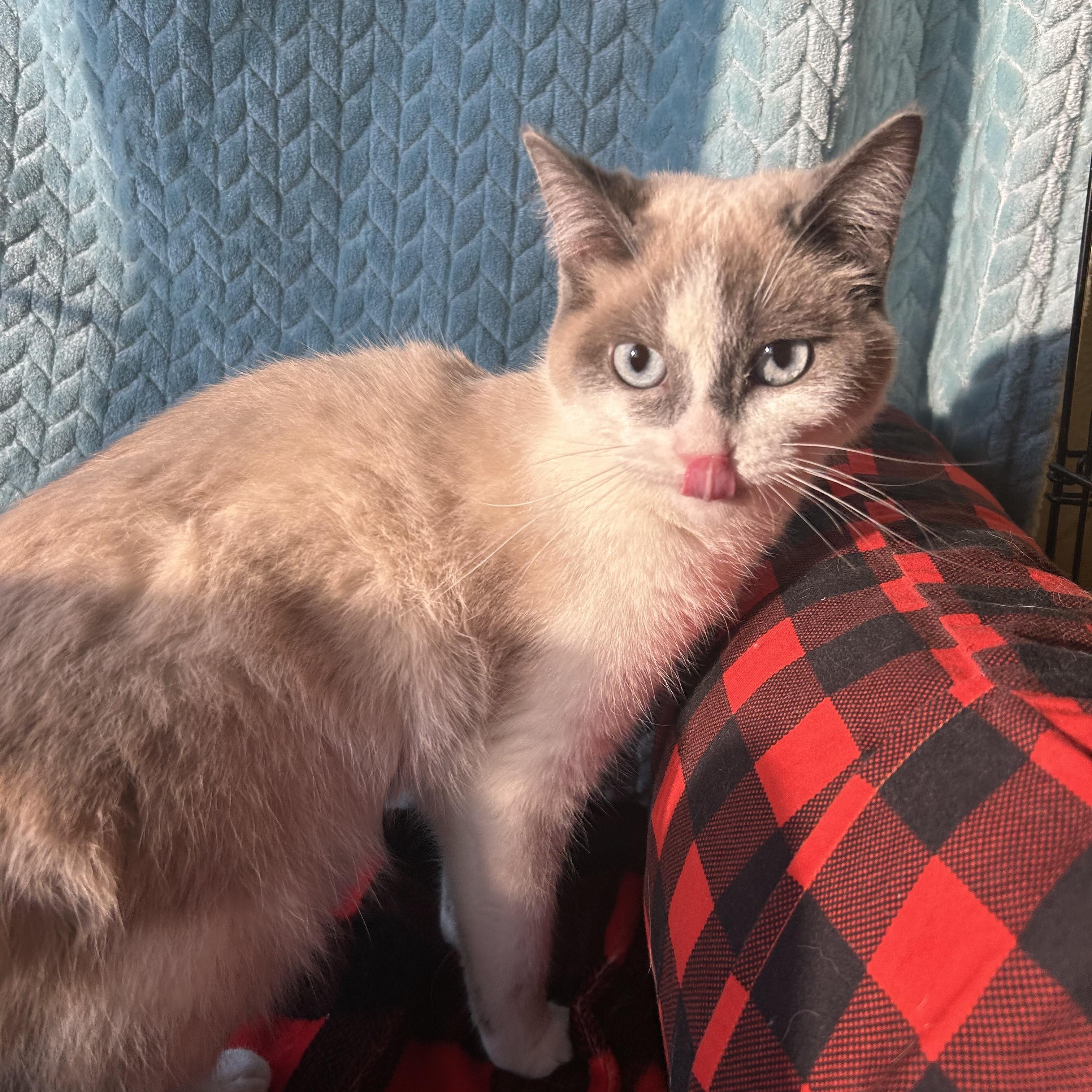 Chardonnay, Adoptable, Young Female Siamese.