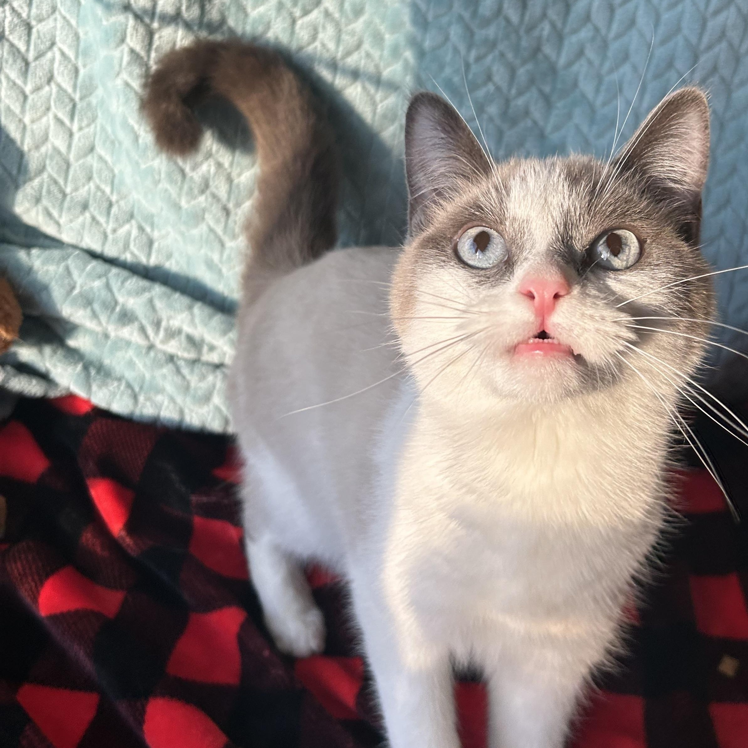 Enlarge Chardonnay, a Adoptable mixed breed in Madison Heights, MI image 2/4