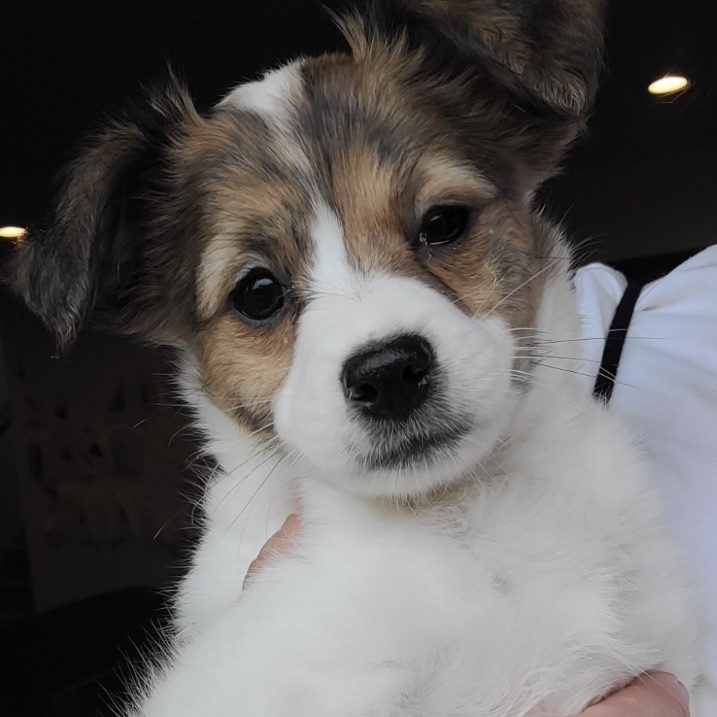 Millie, Adopted, Puppy Female Jack Russell Terrier & Parson Russell Terrier.