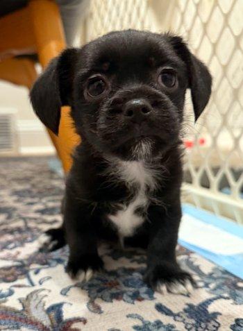 Enlarge Baby Bruno, an adopted mixed breed in Bedford Hills, NY image 1/2