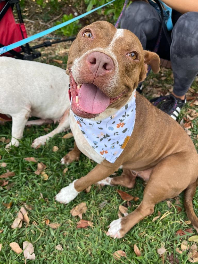 Tulip, Adult Female Pit Bull Terrier