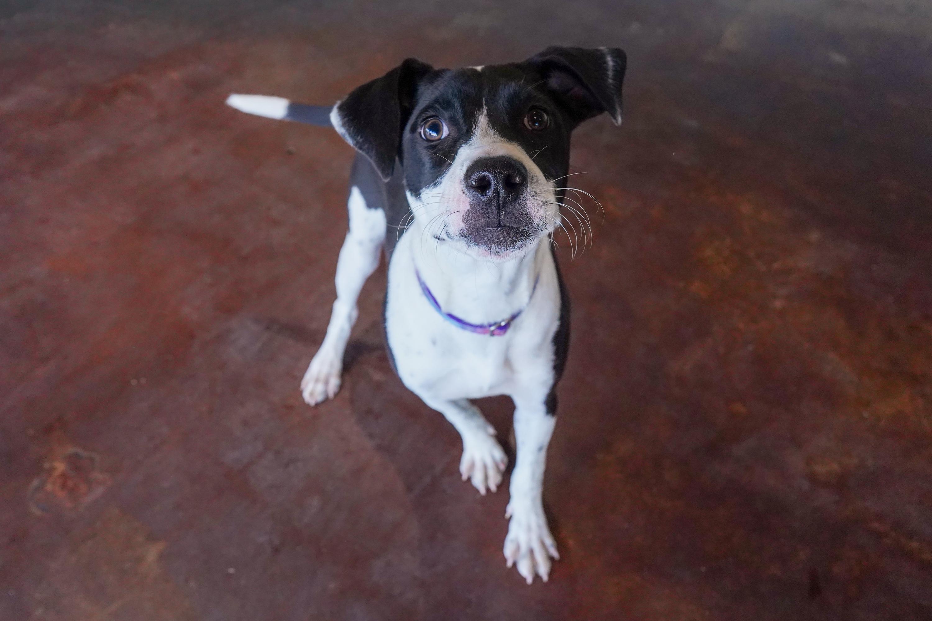 Enlarge Marmalade, an adopted mixed breed in San Antonio, TX image 1/3