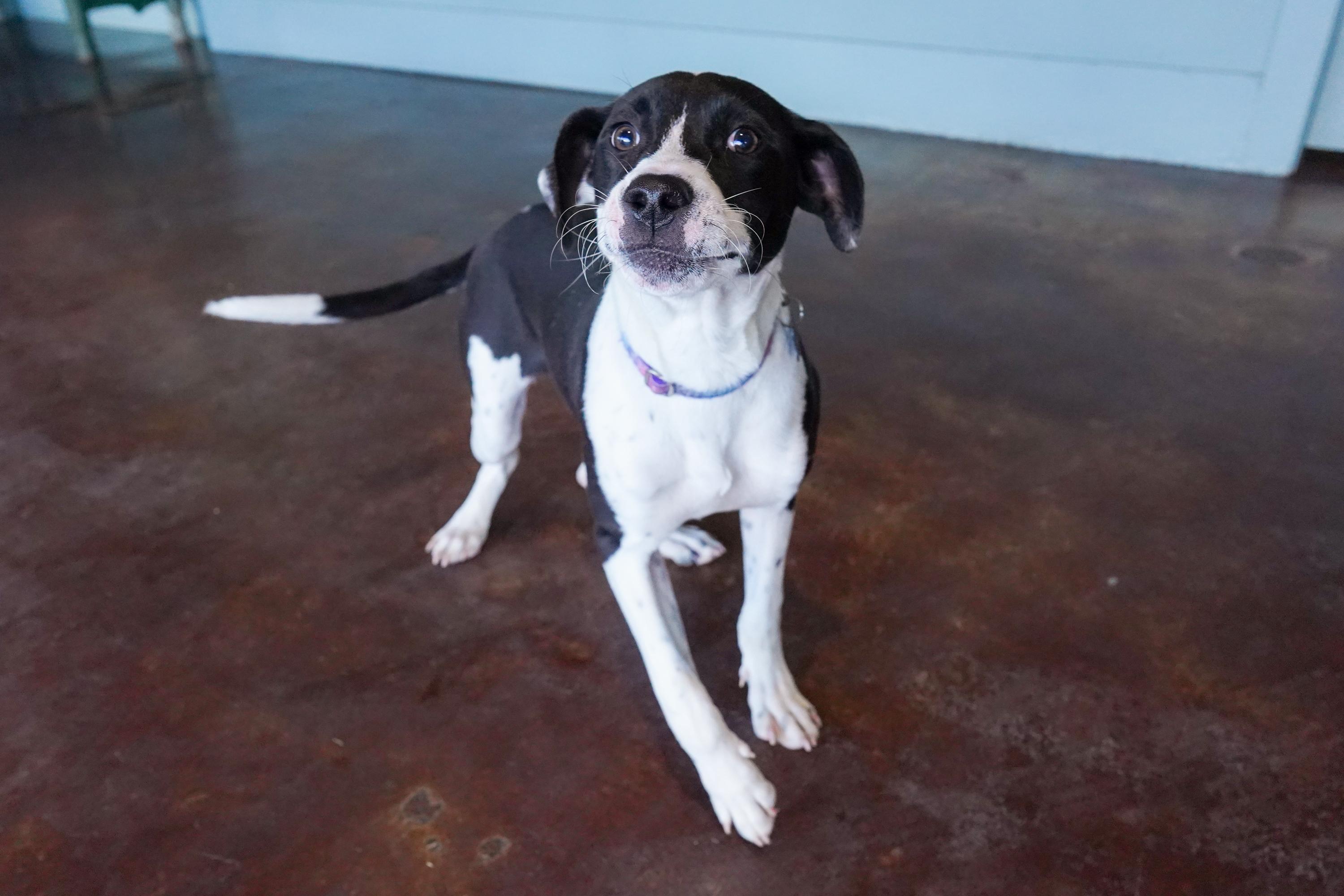 Enlarge Marmalade, an adopted mixed breed in San Antonio, TX image 3/3