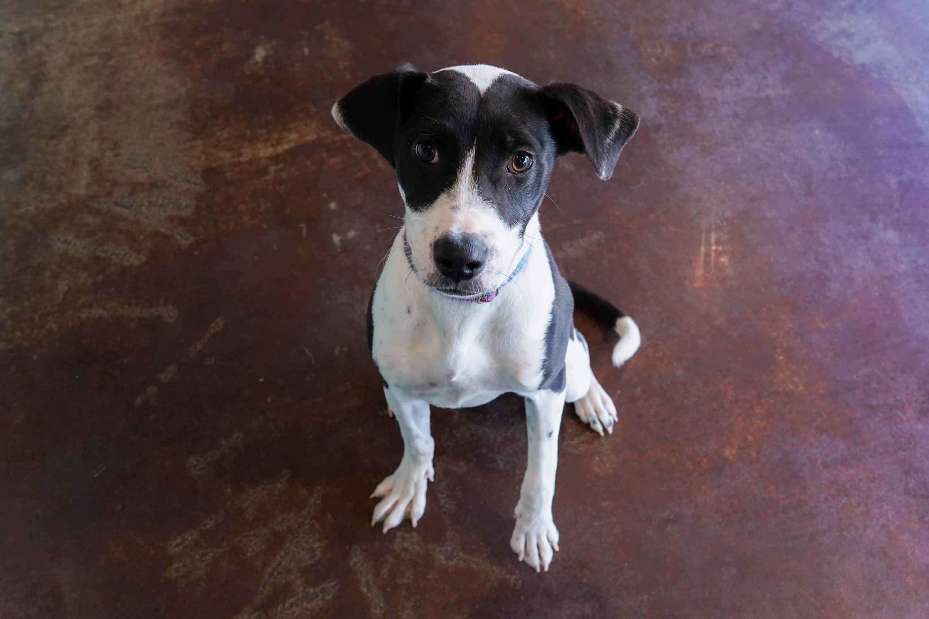 Enlarge Marmalade, an adopted mixed breed in San Antonio, TX image 2/3