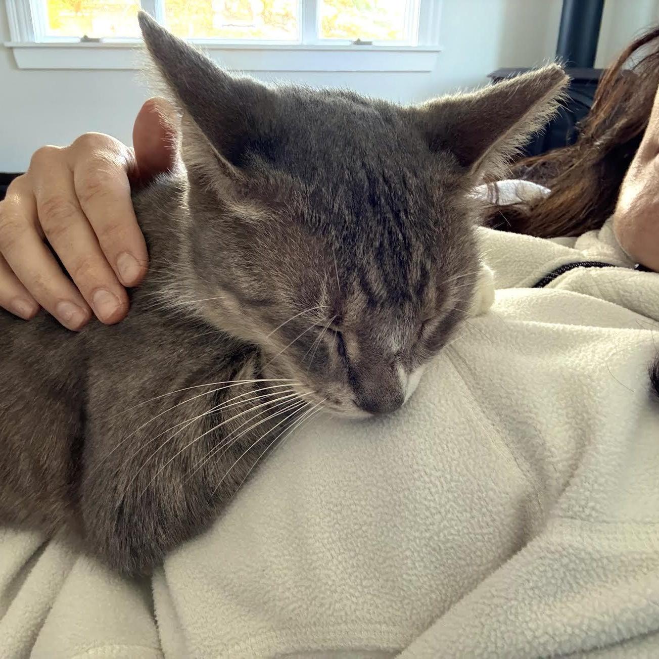 Scarlett, a Adopted mixed breed in North Berwick, ME image 3/6