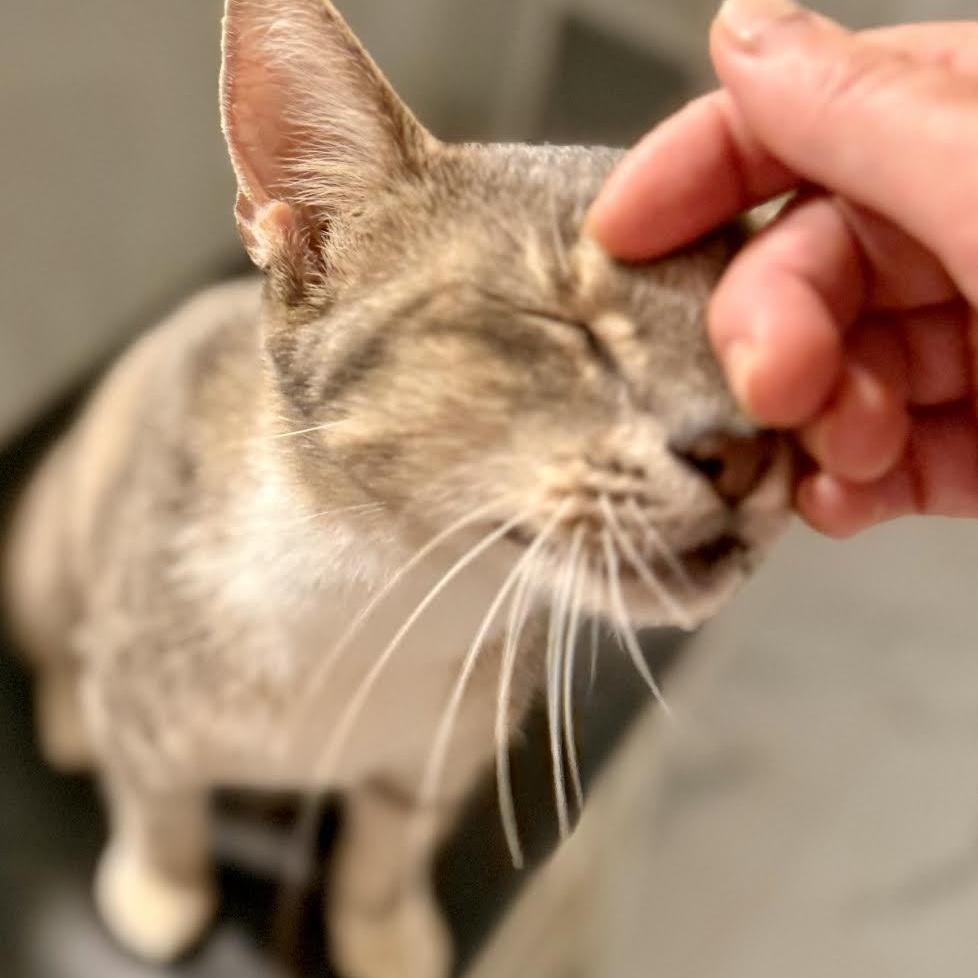 Scarlett, a Adopted mixed breed in North Berwick, ME image 4/6