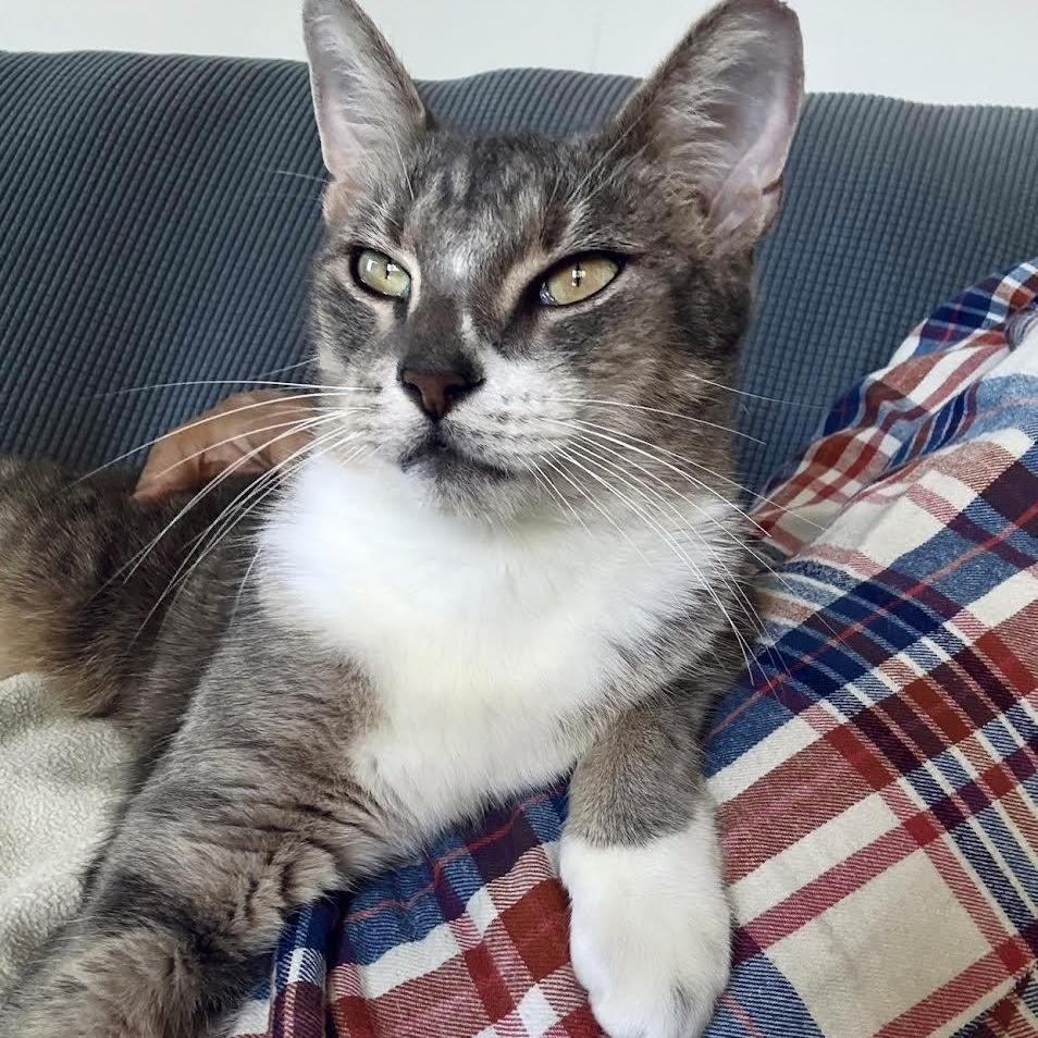 Scarlett, Adopted, Adult Female Domestic Short Hair & Tabby.