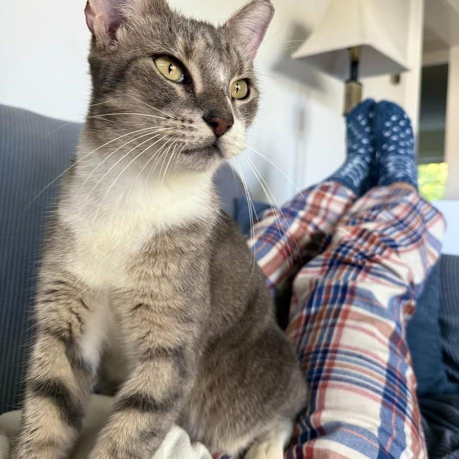 Scarlett, a Adopted mixed breed in North Berwick, ME image 6/6