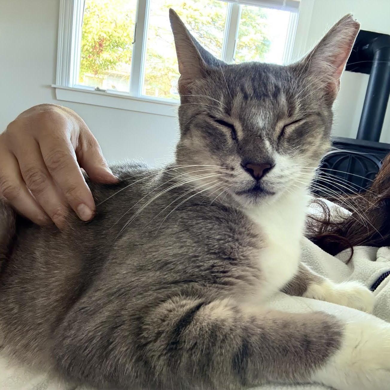 Scarlett, a Adopted mixed breed in North Berwick, ME image 2/6