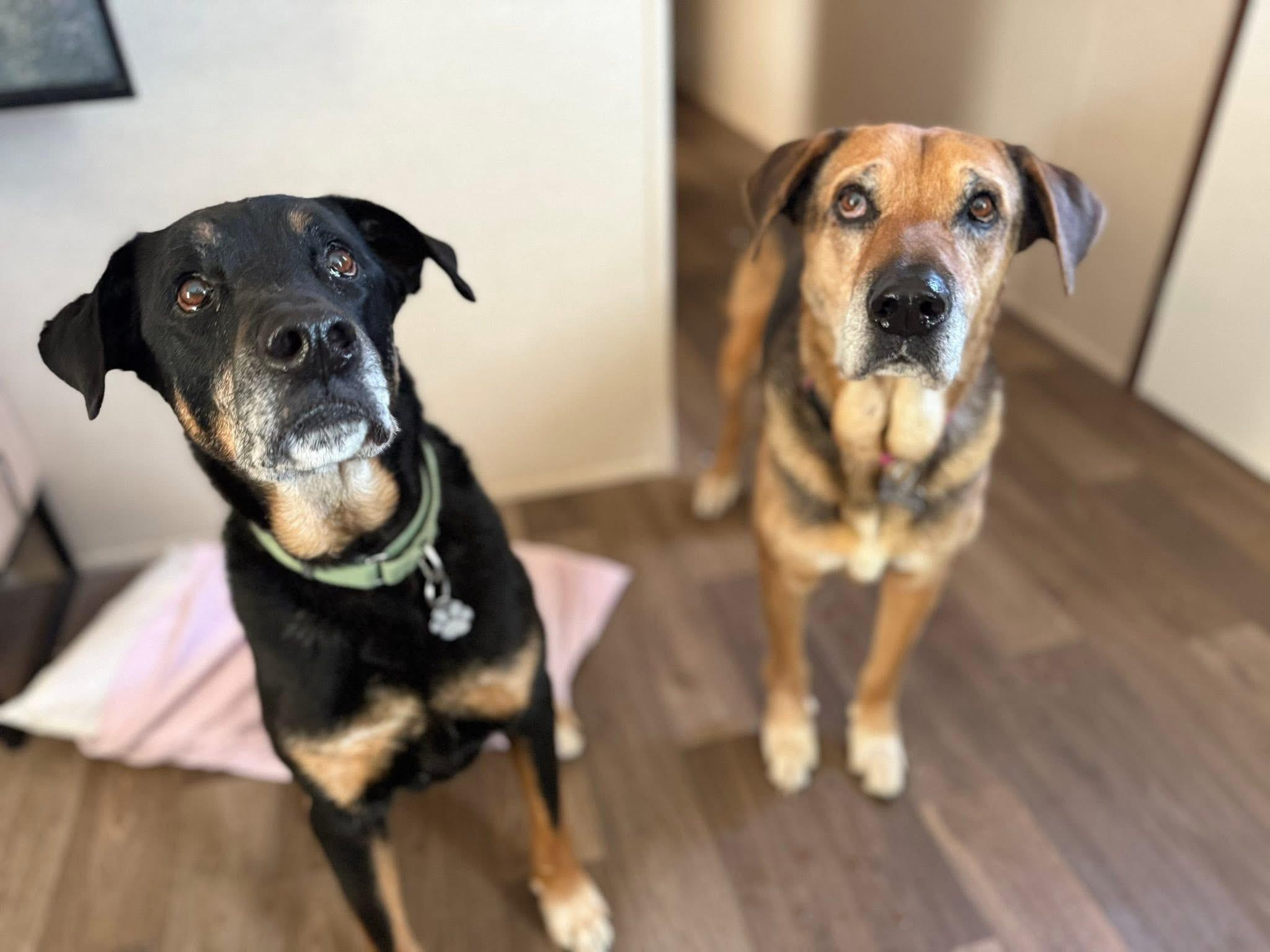 Enlarge Tater and Queenie, a Adoptable mixed breed in Tucson, AZ image 1/1