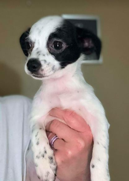 Enlarge Maxine, a ADOPTABLE mixed breed in North Richland Hills, TX image 1/1