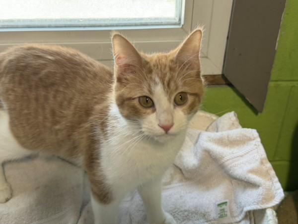 Popcorn, adopted, Young Male Domestic Short Hair & Tabby.