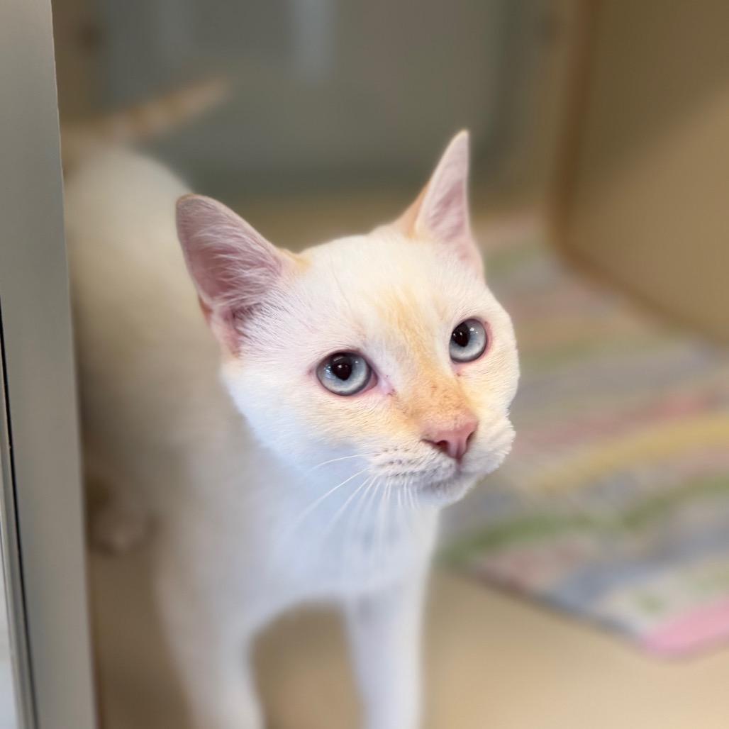 Enlarge Phoenix, a Adoptable Domestic Short Hair in Tulsa, OK image 1/2