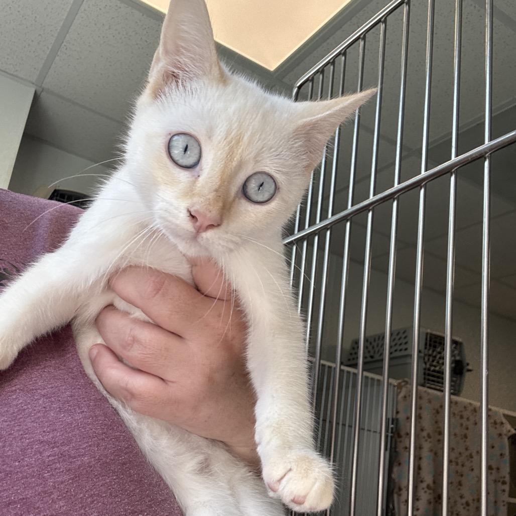 Enlarge Phoenix, a Adoptable Domestic Short Hair in Tulsa, OK image 2/2