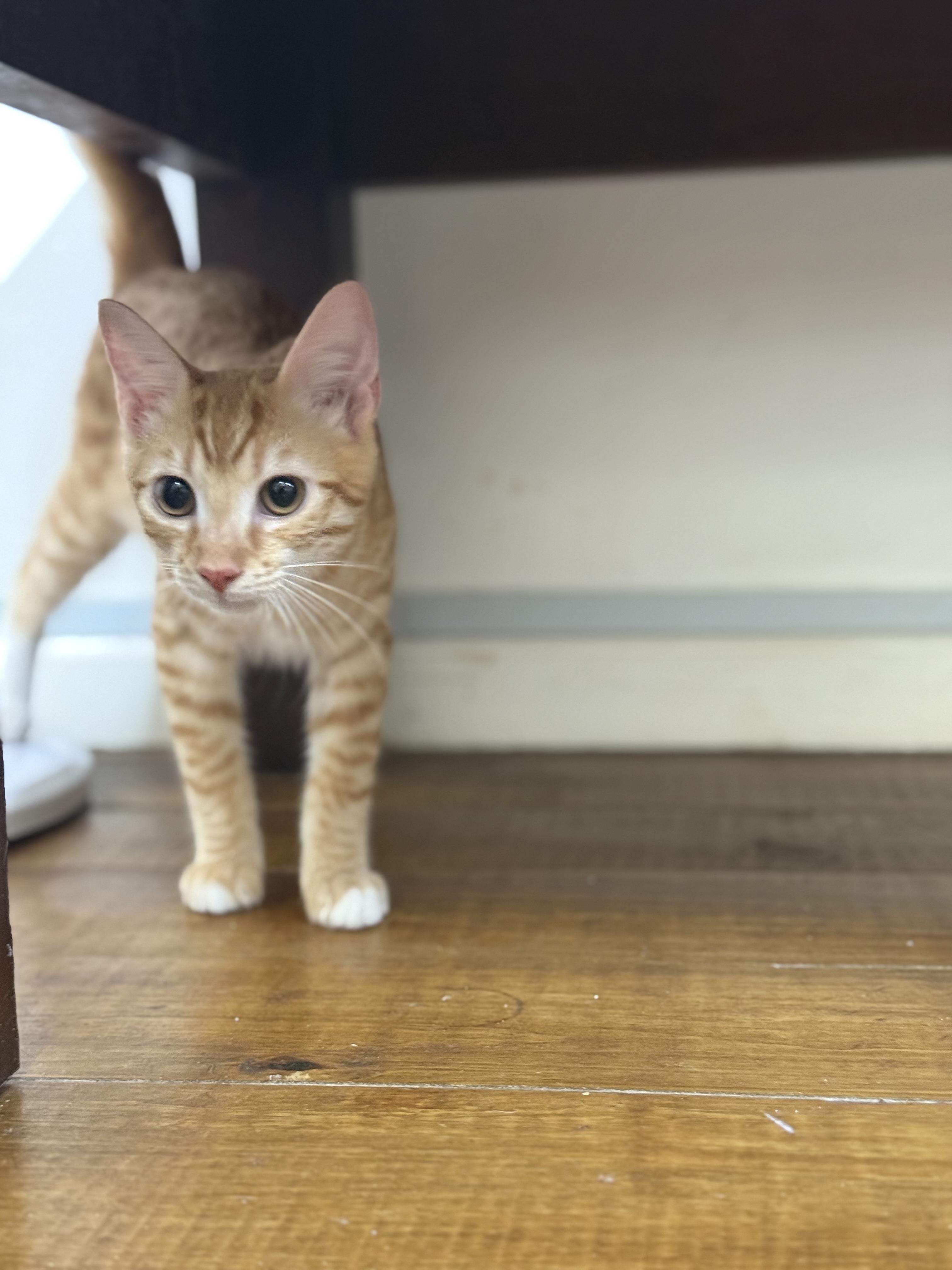 Red, ADOPTABLE, Young Male American Shorthair.