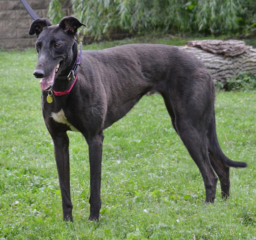Lolita, Adoptable, Adult Female Greyhound.