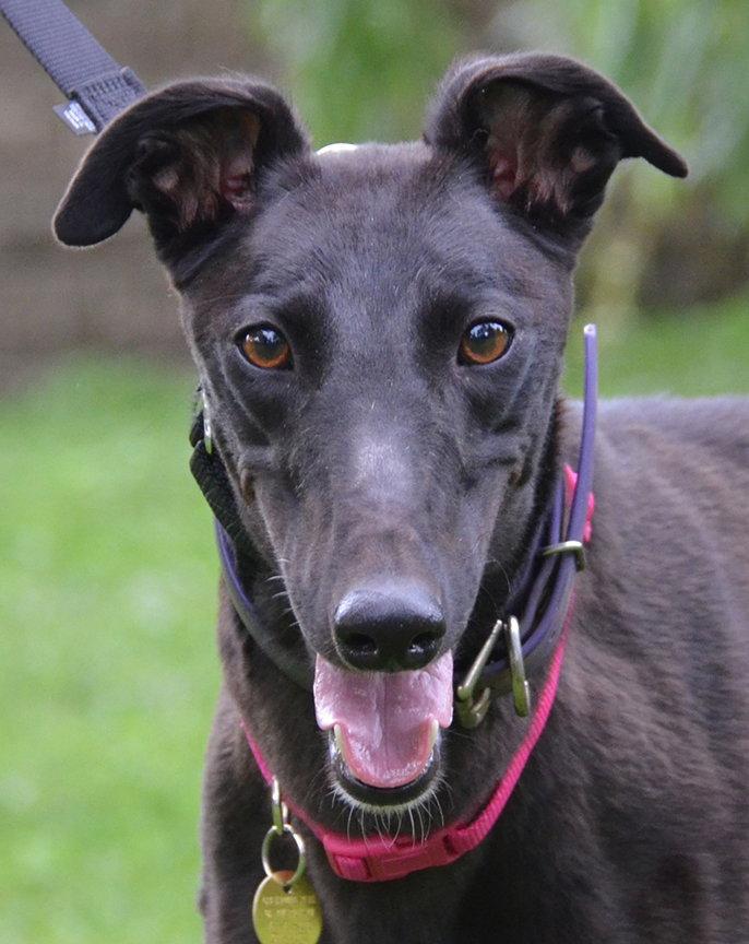Enlarge Lolita, a Adoptable Greyhound in Minneapolis, MN image 3/3
