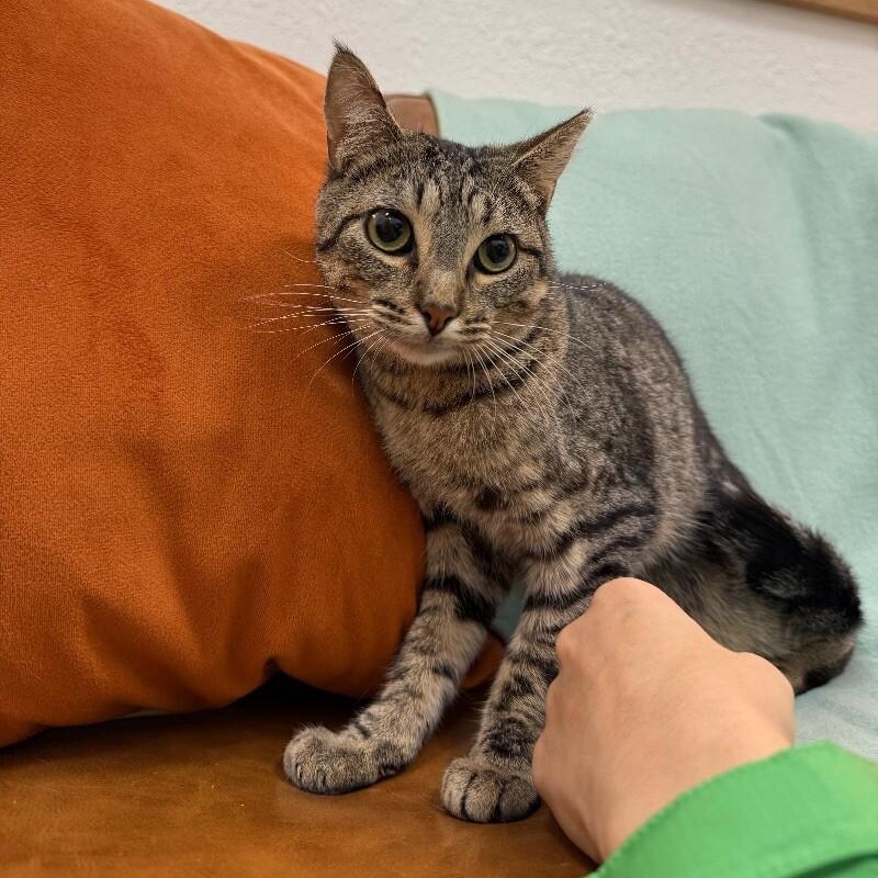 Jill Simpson — thumbnail 3