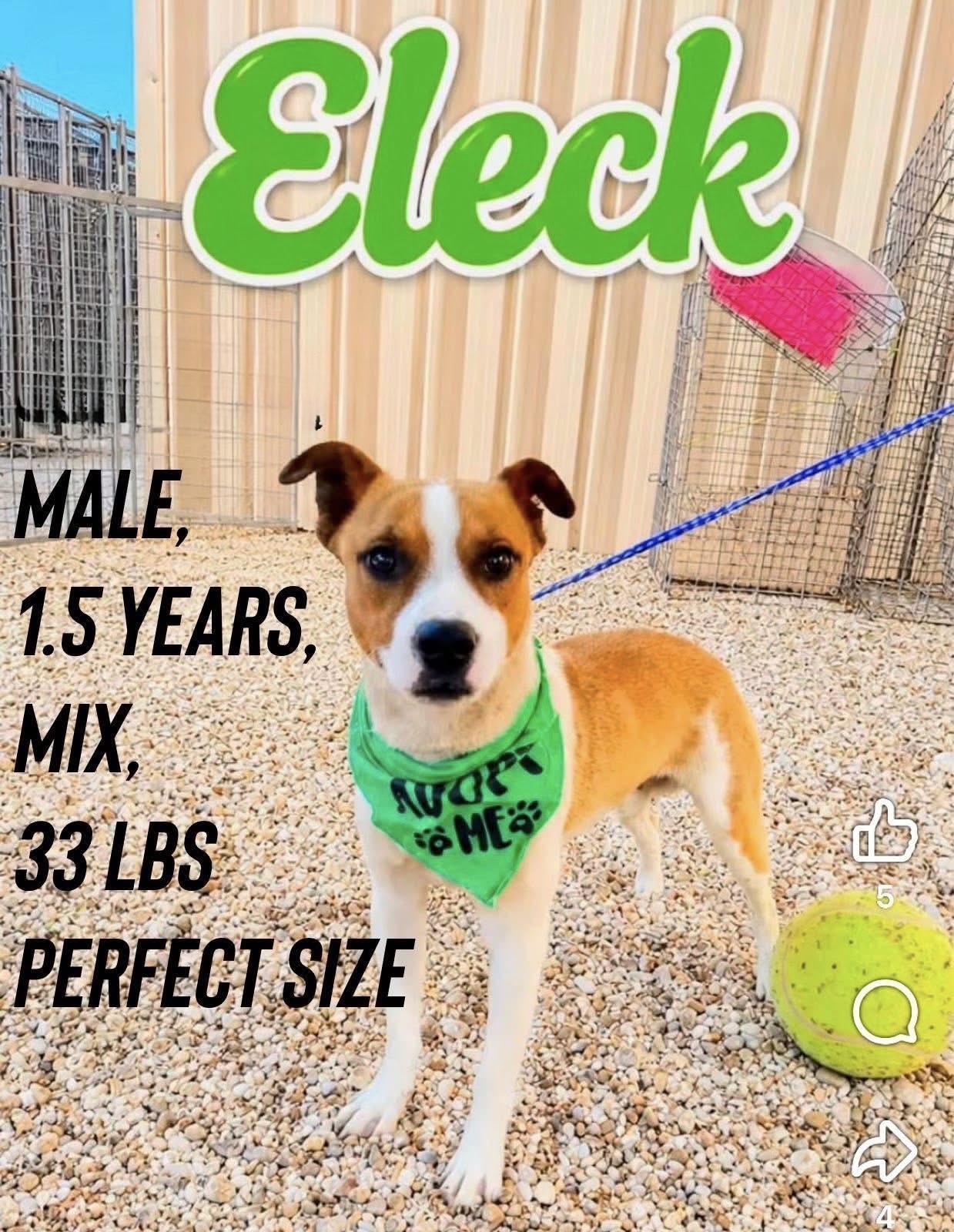 Eleck, Adoptable, Young Male Australian Cattle Dog / Blue Heeler & Staffordshire Bull Terrier.