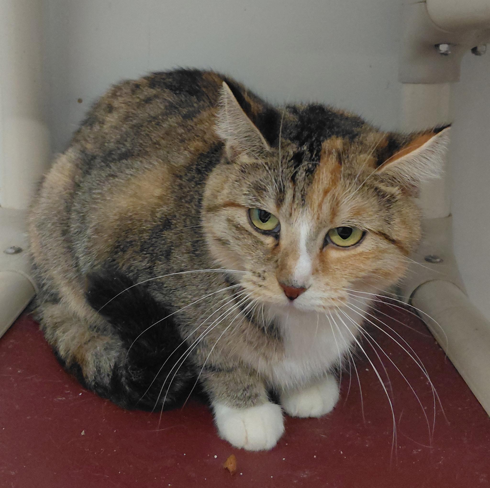 Enlarge Working cat-Sophia, a Adoptable Domestic Short Hair in Billings, MT image 1/1