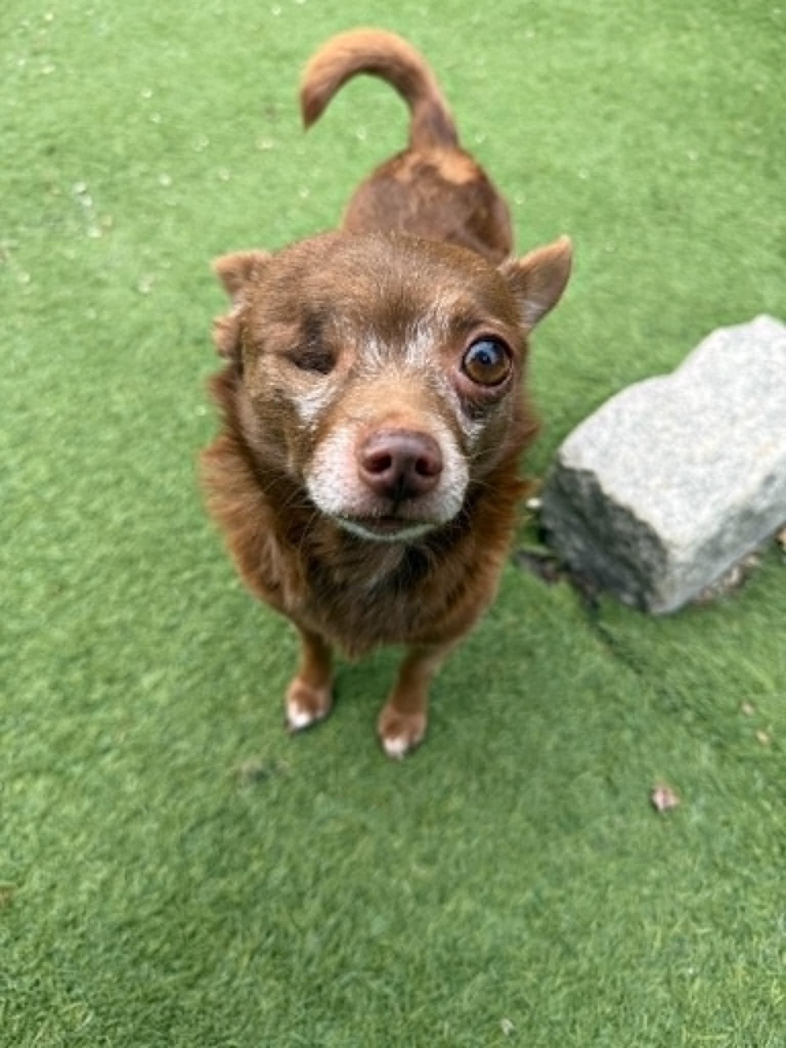 Enlarge Buster, a ADOPTABLE Chihuahua in Groton, CT image 2/2