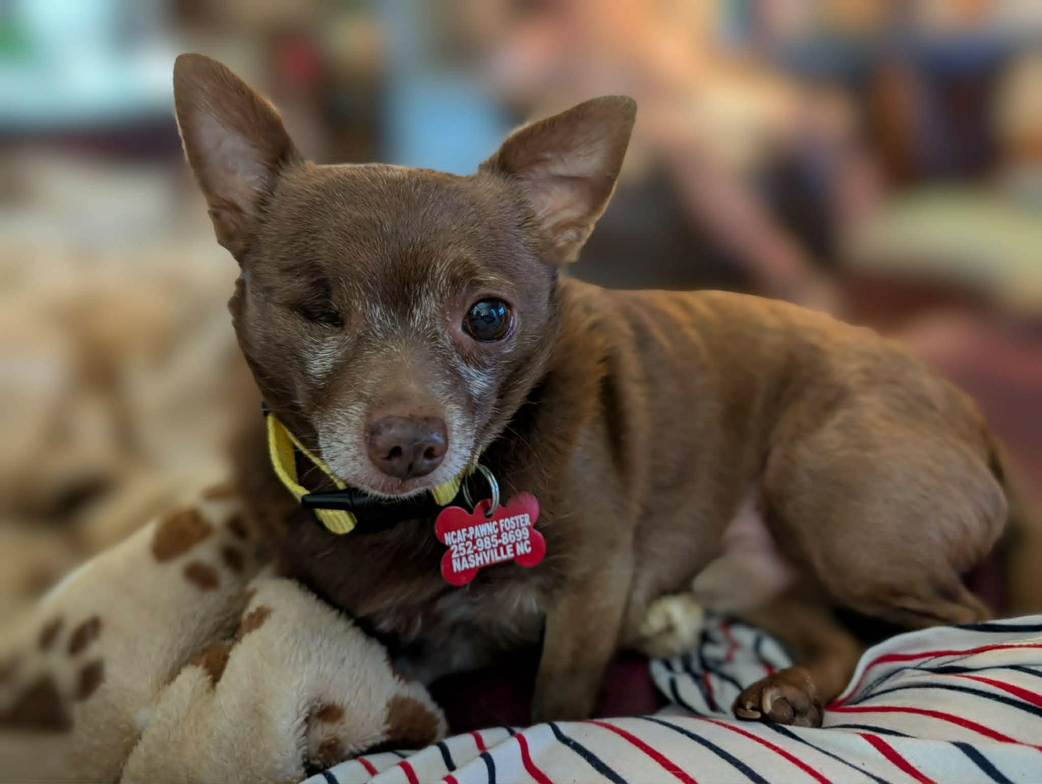 Enlarge Buster, a ADOPTABLE Chihuahua in Groton, CT image 1/2