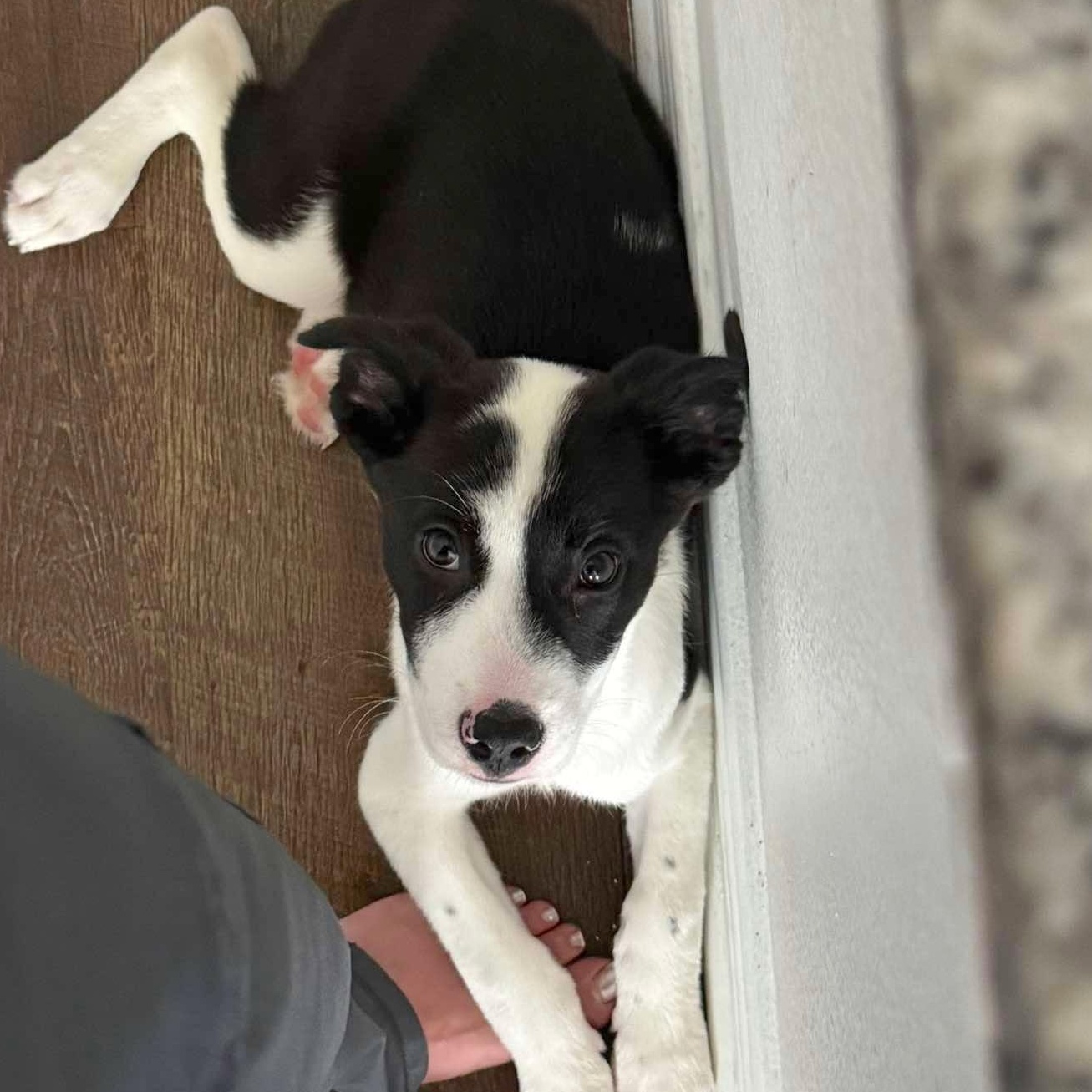 Enlarge Minnie, an adopted mixed breed in New Haven, CT image 5/6