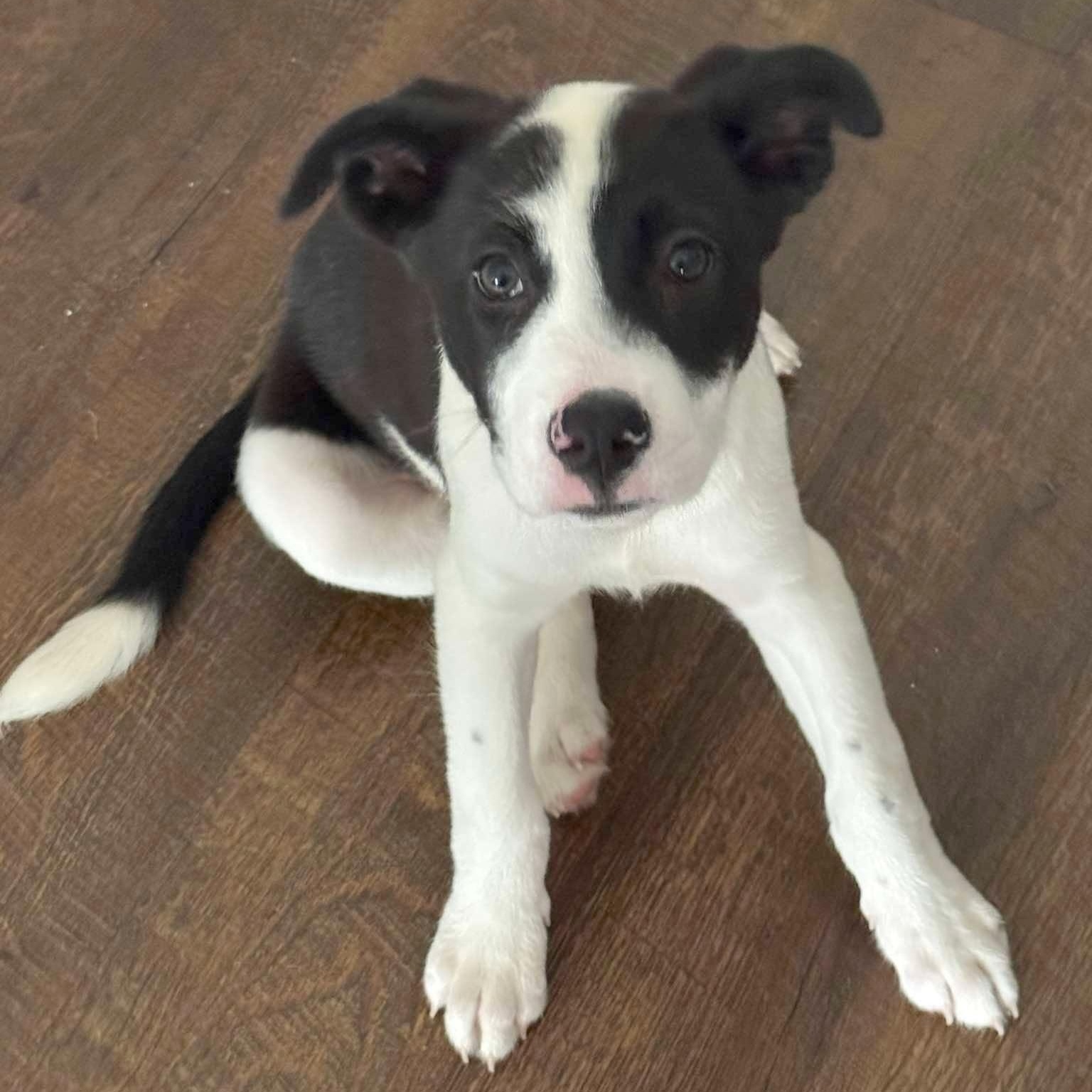 Minnie, adopted, Puppy Female Retriever & Collie.