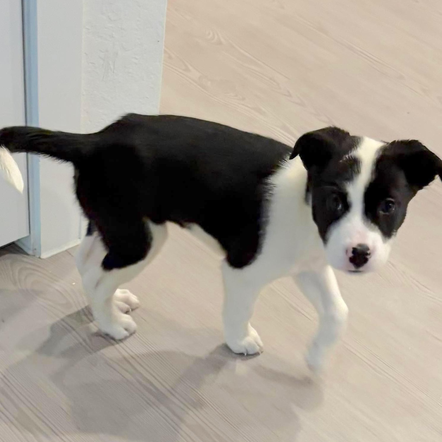 Enlarge Minnie, an adopted mixed breed in New Haven, CT image 2/6