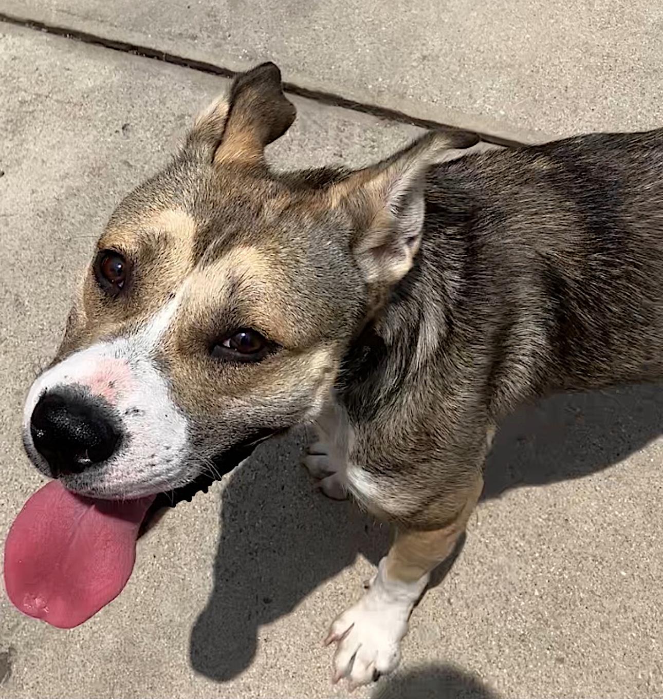 Willow — thumbnail 2