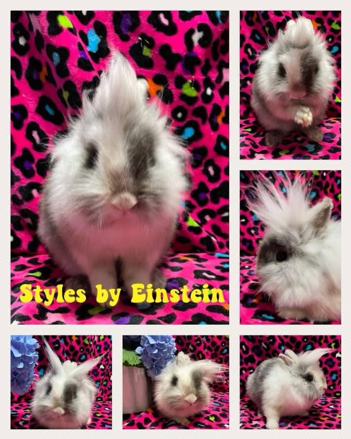 Enlarge Einstein, a Adoptable mixed breed in Laurens, SC image 3/5