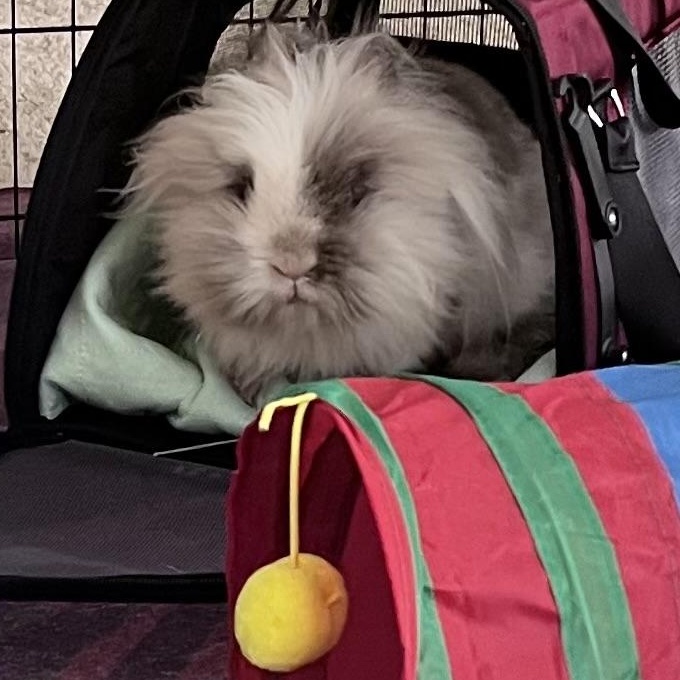 Einstein, Adoptable, Adult Male Lionhead.