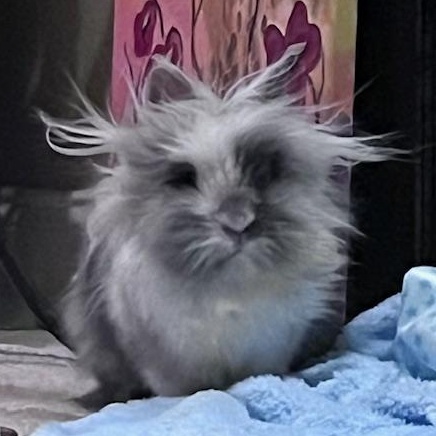 Enlarge Einstein, a Adoptable mixed breed in Laurens, SC image 4/5