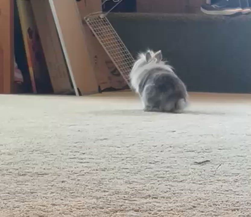 Enlarge Einstein, a Adoptable mixed breed in Laurens, SC video 2/5