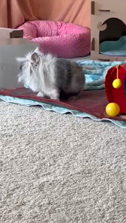 Enlarge Einstein, a Adoptable mixed breed in Laurens, SC video 5/5