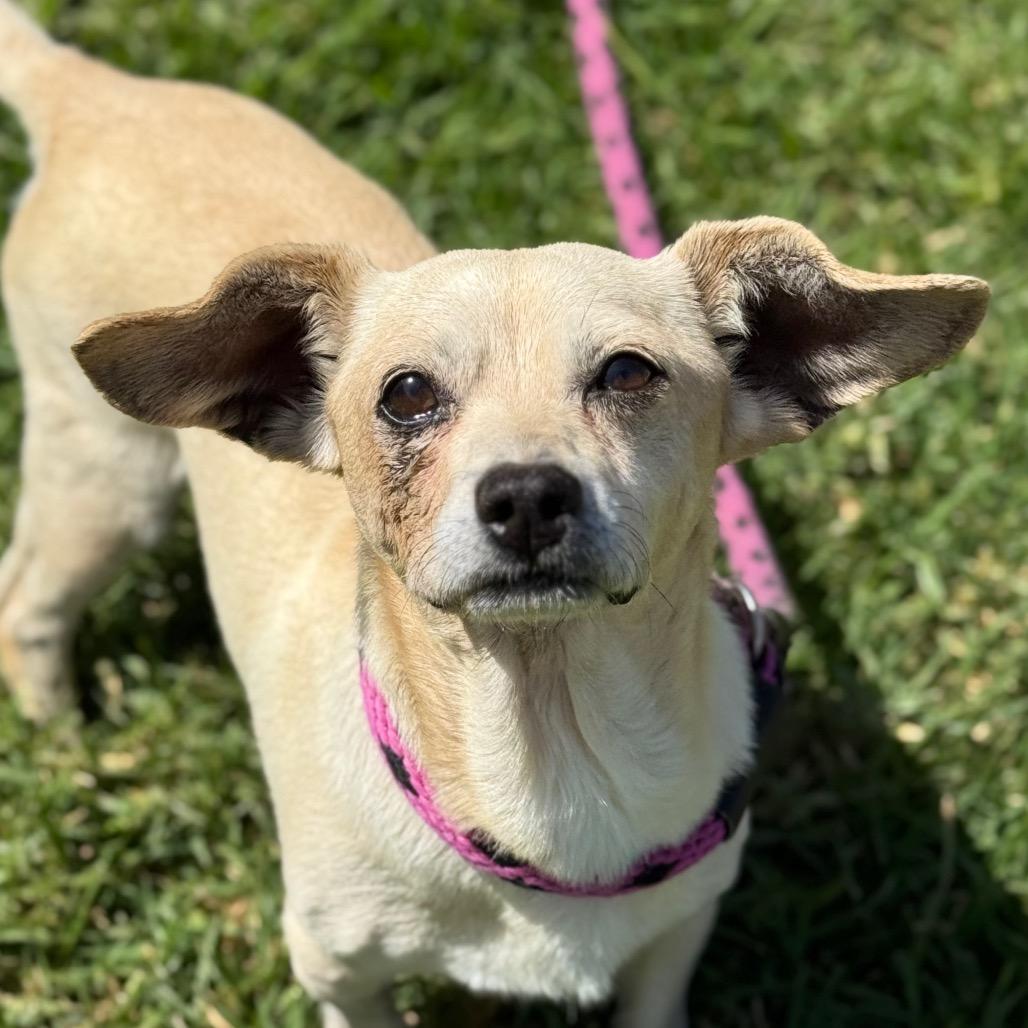 Pip, Adoptable, Senior Male Chihuahua & Mixed Breed.