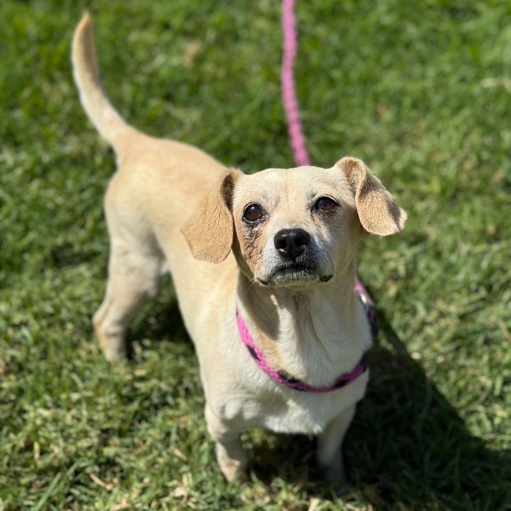 Enlarge Pip, a Adoptable mixed breed in Santa Barbara, CA image 2/5