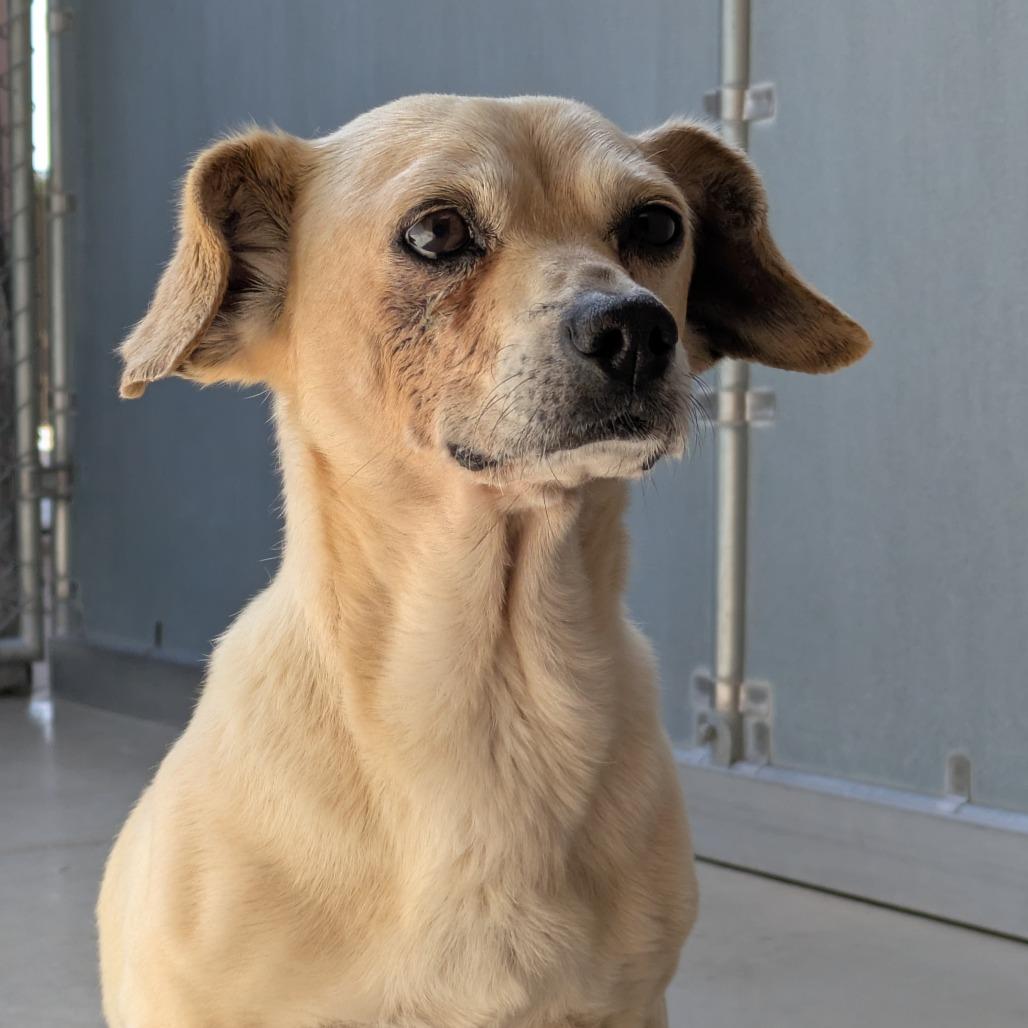 Enlarge Pip, a Adoptable mixed breed in Santa Barbara, CA image 3/5