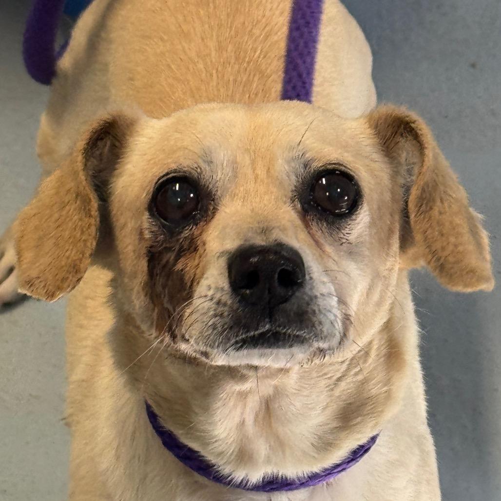 Enlarge Pip, a Adoptable mixed breed in Santa Barbara, CA image 4/5