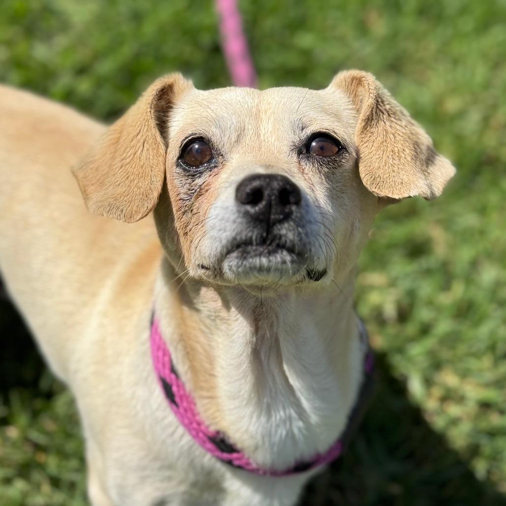 Enlarge Pip, a Adoptable mixed breed in Santa Barbara, CA image 5/5