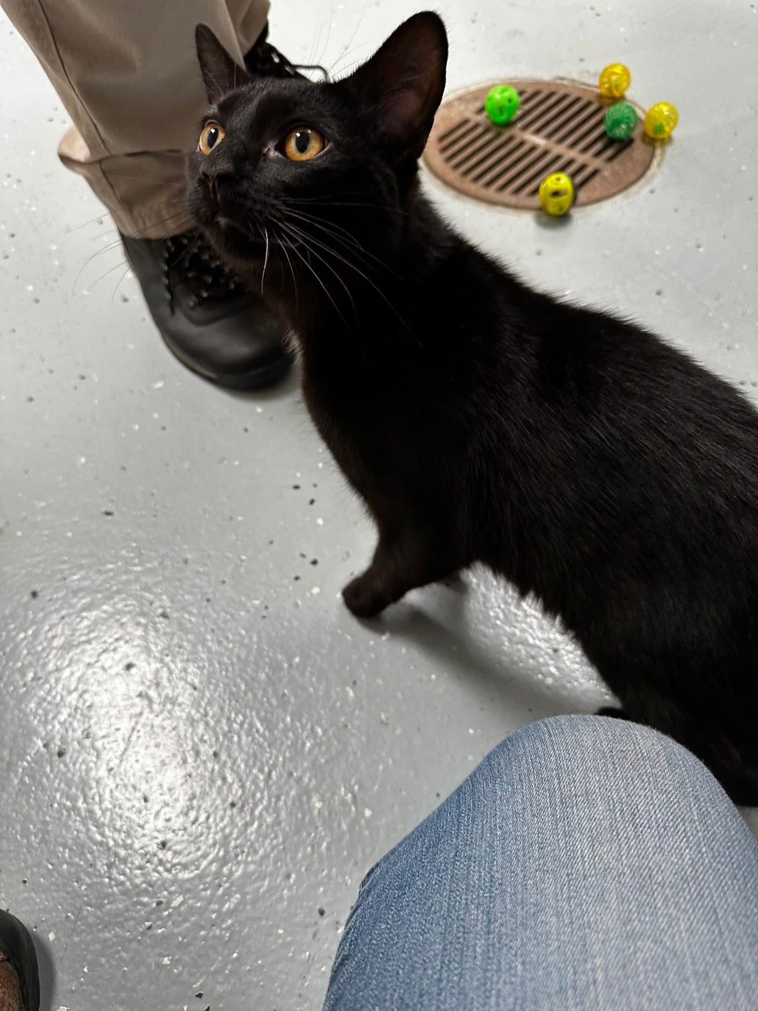 Felix, Adoptable, Adult Male Domestic Short Hair.