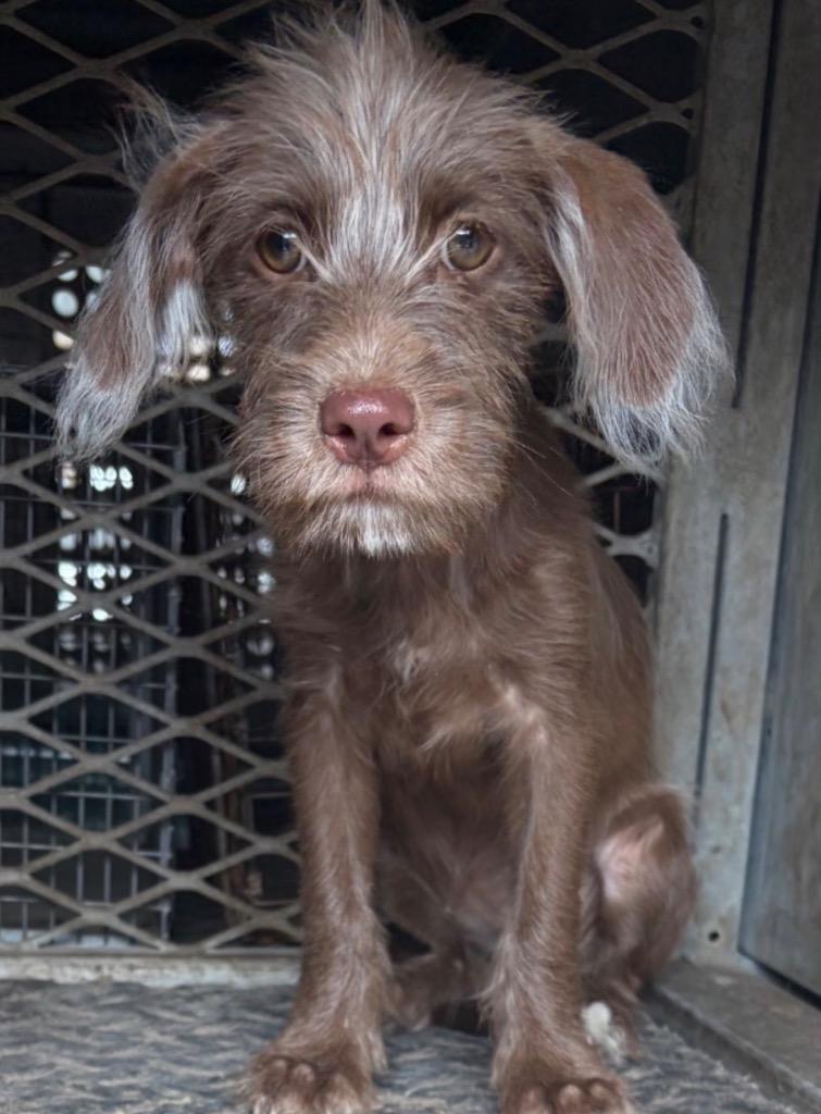 Lexus, Adoptable, Puppy Female Wirehaired Terrier.