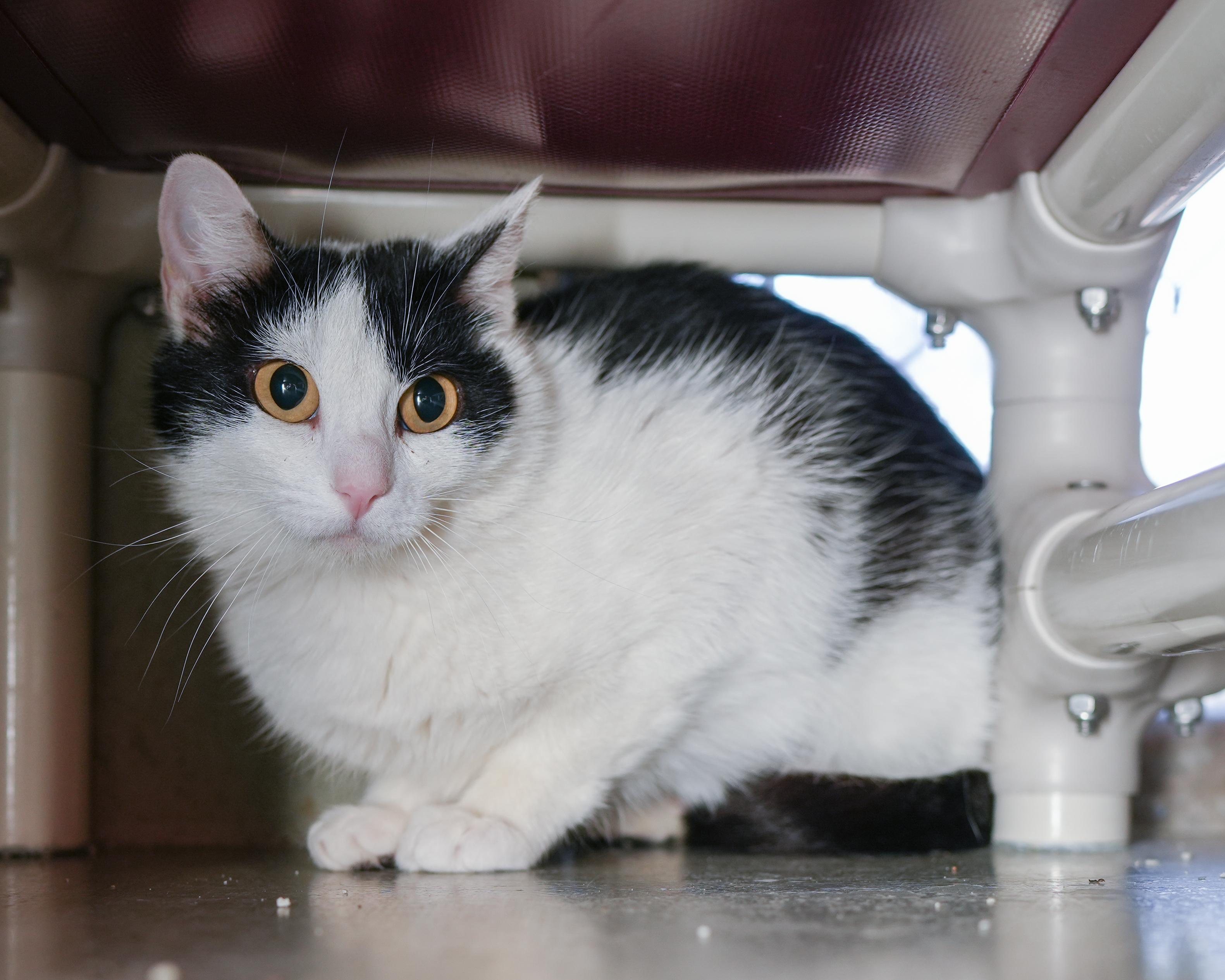 Gully, a ADOPTABLE Domestic Short Hair in Boise, ID image 2/2