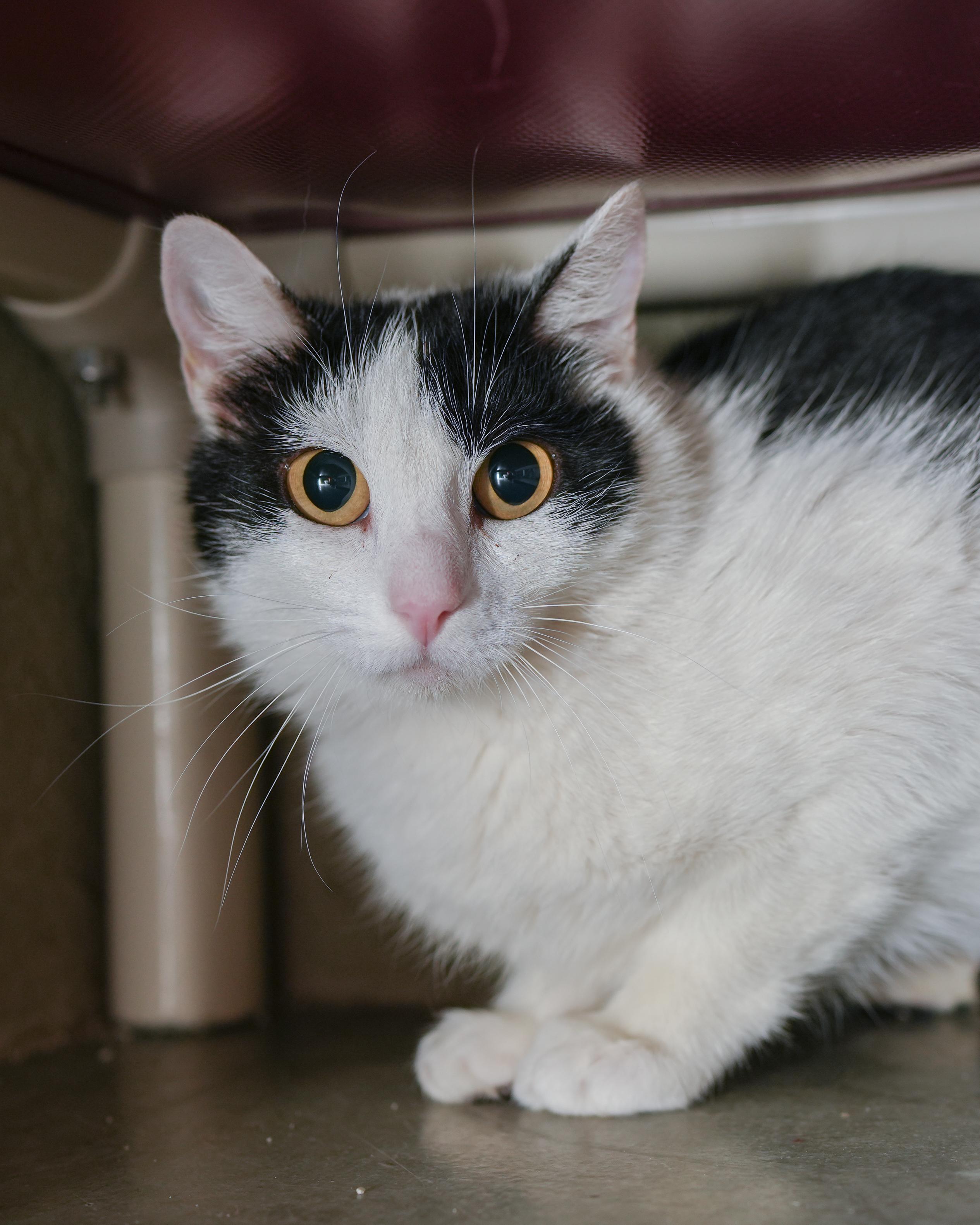 Gully, ADOPTABLE, Adult Female Domestic Short Hair.