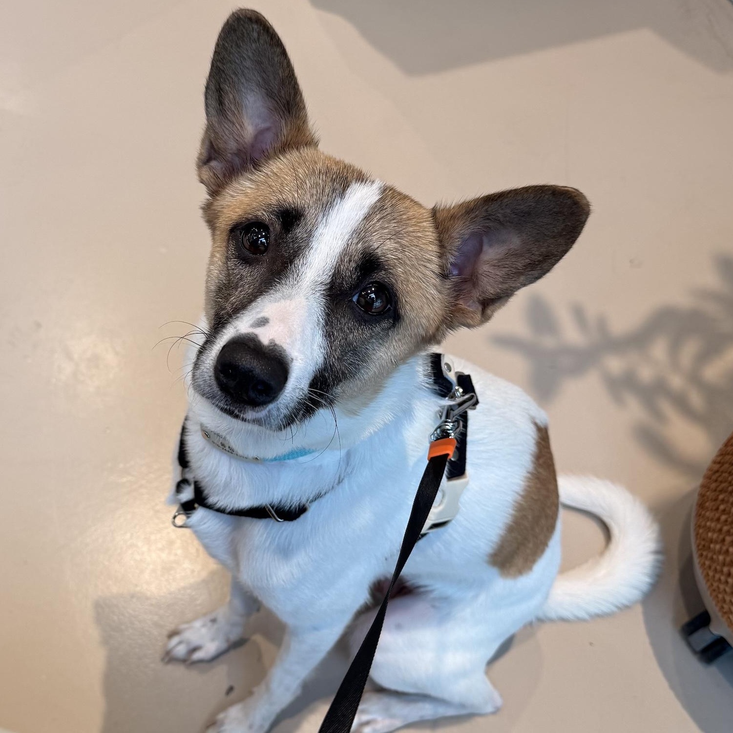 Enlarge Danie, a Adopted mixed breed in Morristown, NJ image 2/6