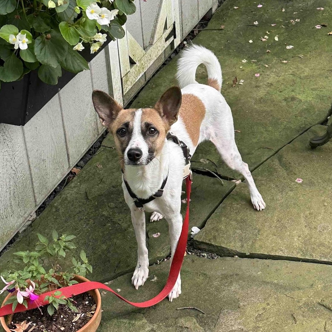 Enlarge Danie, a Adopted mixed breed in Morristown, NJ image 1/6