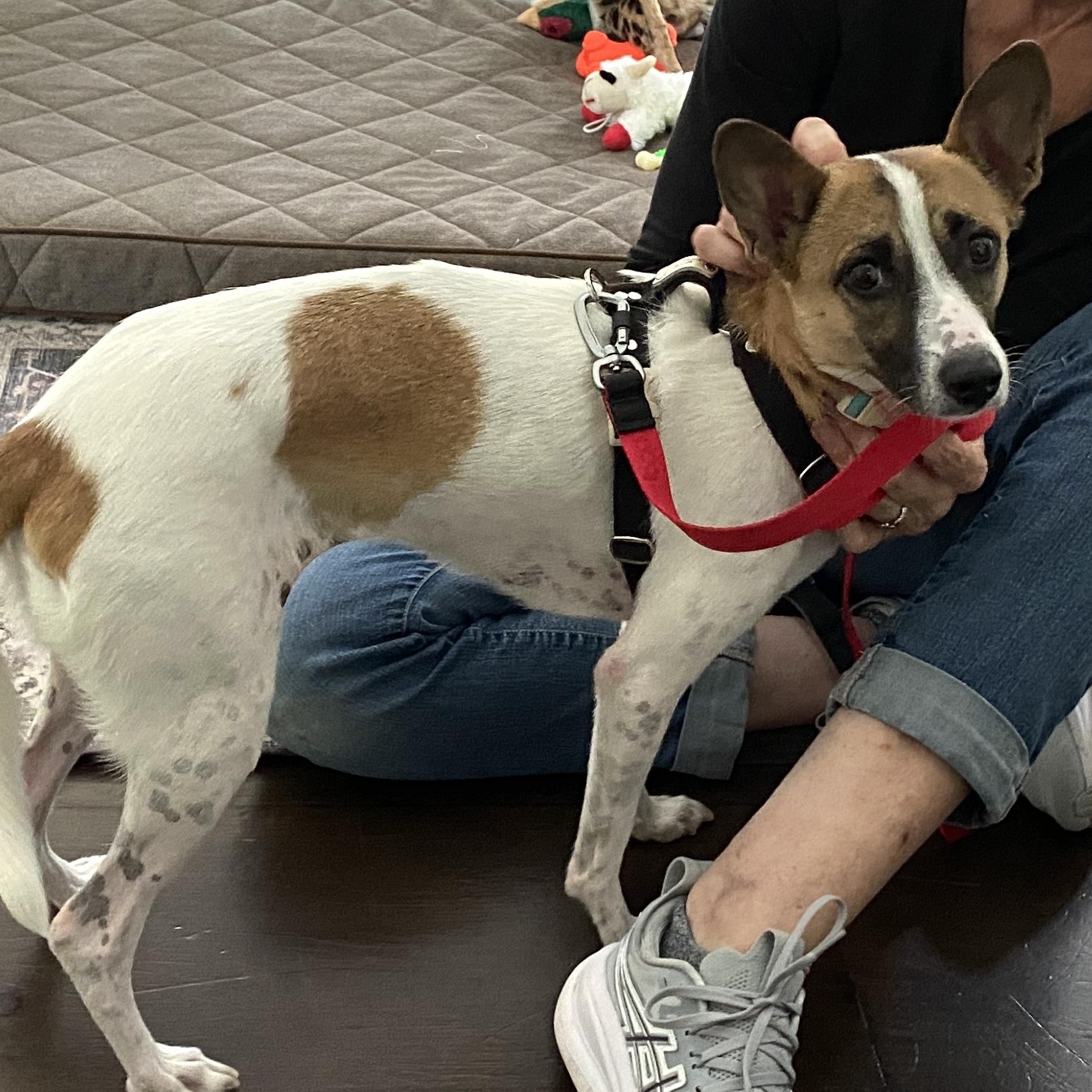Enlarge Danie, a Adopted mixed breed in Morristown, NJ image 5/6