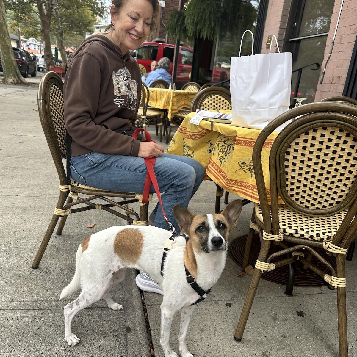 Enlarge Danie, a Adopted mixed breed in Morristown, NJ image 4/6